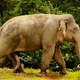 Image for article titled 9 Animals That Masturbate (Other Than Humans)